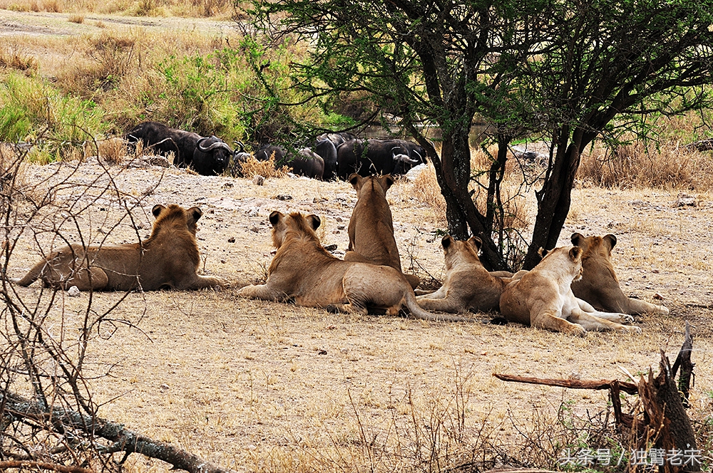 肯尼亚大草原狮子为什么不攻击人,肯尼亚非洲大草原雄狮大战犀牛