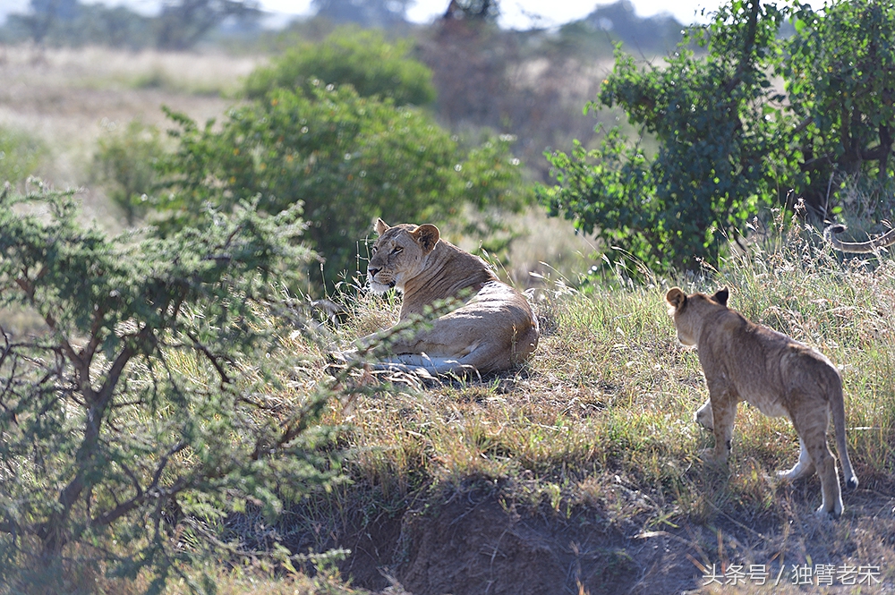 肯尼亚大草原狮子为什么不攻击人,肯尼亚非洲大草原雄狮大战犀牛