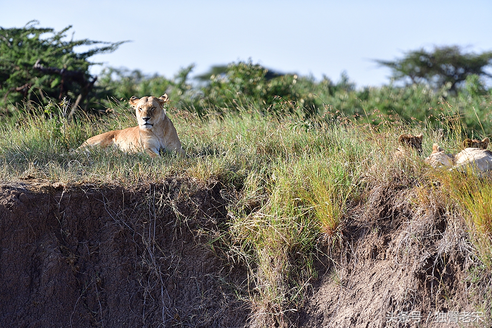 肯尼亚大草原狮子为什么不攻击人,肯尼亚非洲大草原雄狮大战犀牛