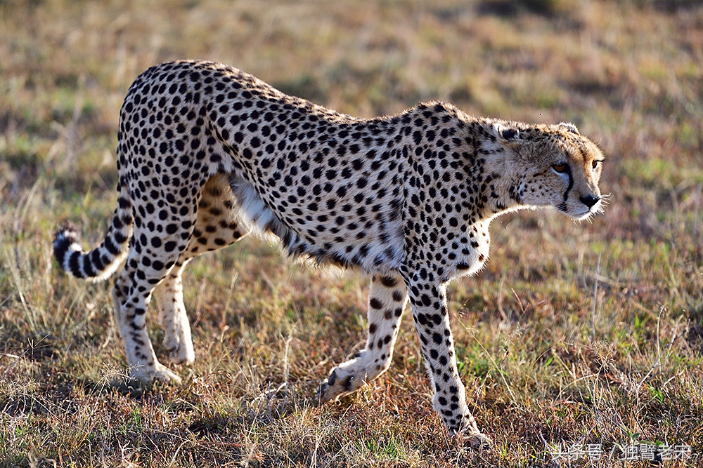 肯尼亚大草原狮子为什么不攻击人,肯尼亚非洲大草原雄狮大战犀牛