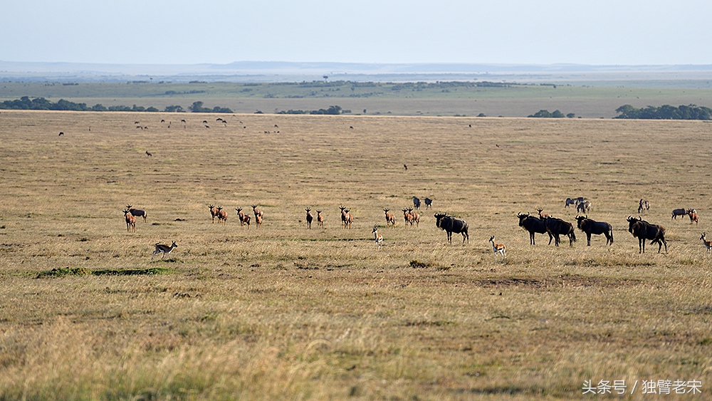 肯尼亚大草原狮子为什么不攻击人,肯尼亚非洲大草原雄狮大战犀牛
