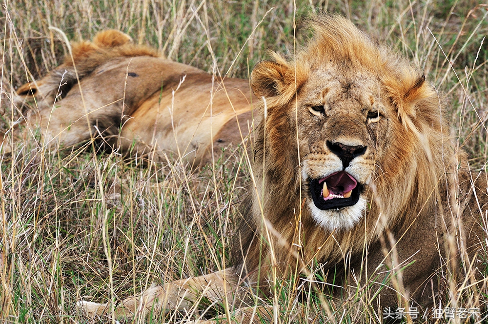 肯尼亚大草原狮子为什么不攻击人,肯尼亚非洲大草原雄狮大战犀牛