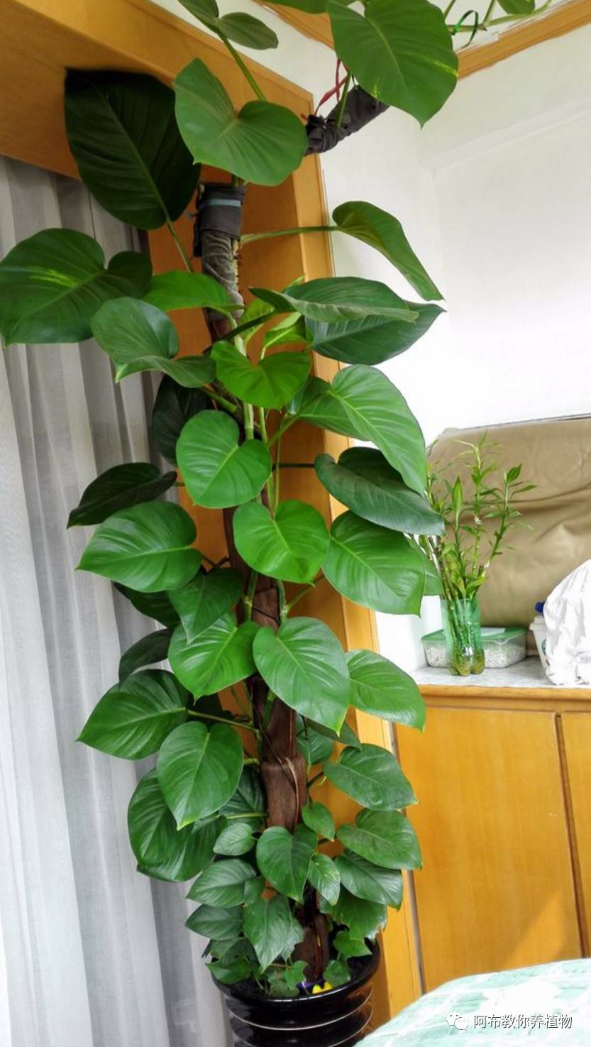一个鸡蛋就可以让绿萝疯长,让绿萝长得快的方法有哪些