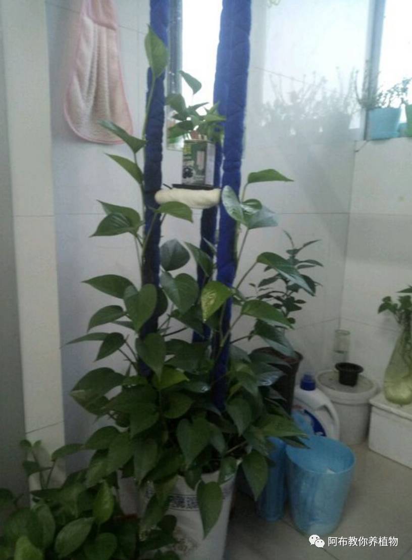 一个鸡蛋就可以让绿萝疯长,让绿萝长得快的方法有哪些