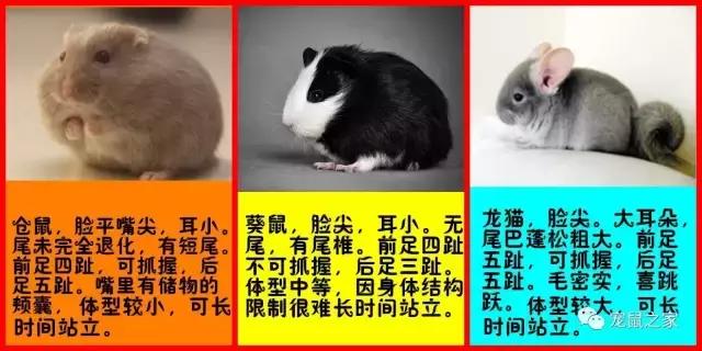 神演技，超实力表演帝，竟然是只仓鼠