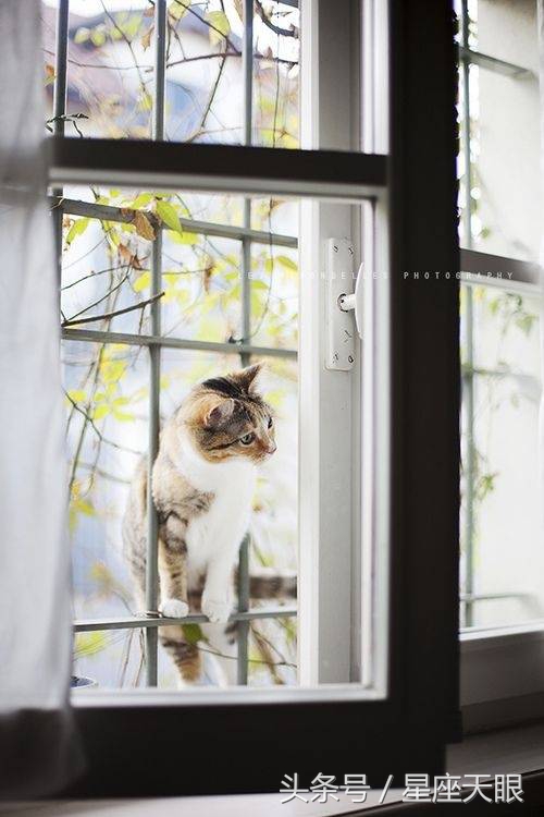 星座天眼：巨蟹座、狮子座、处女座7月28日（星期五）运势如果只是路过，我就在终点等你