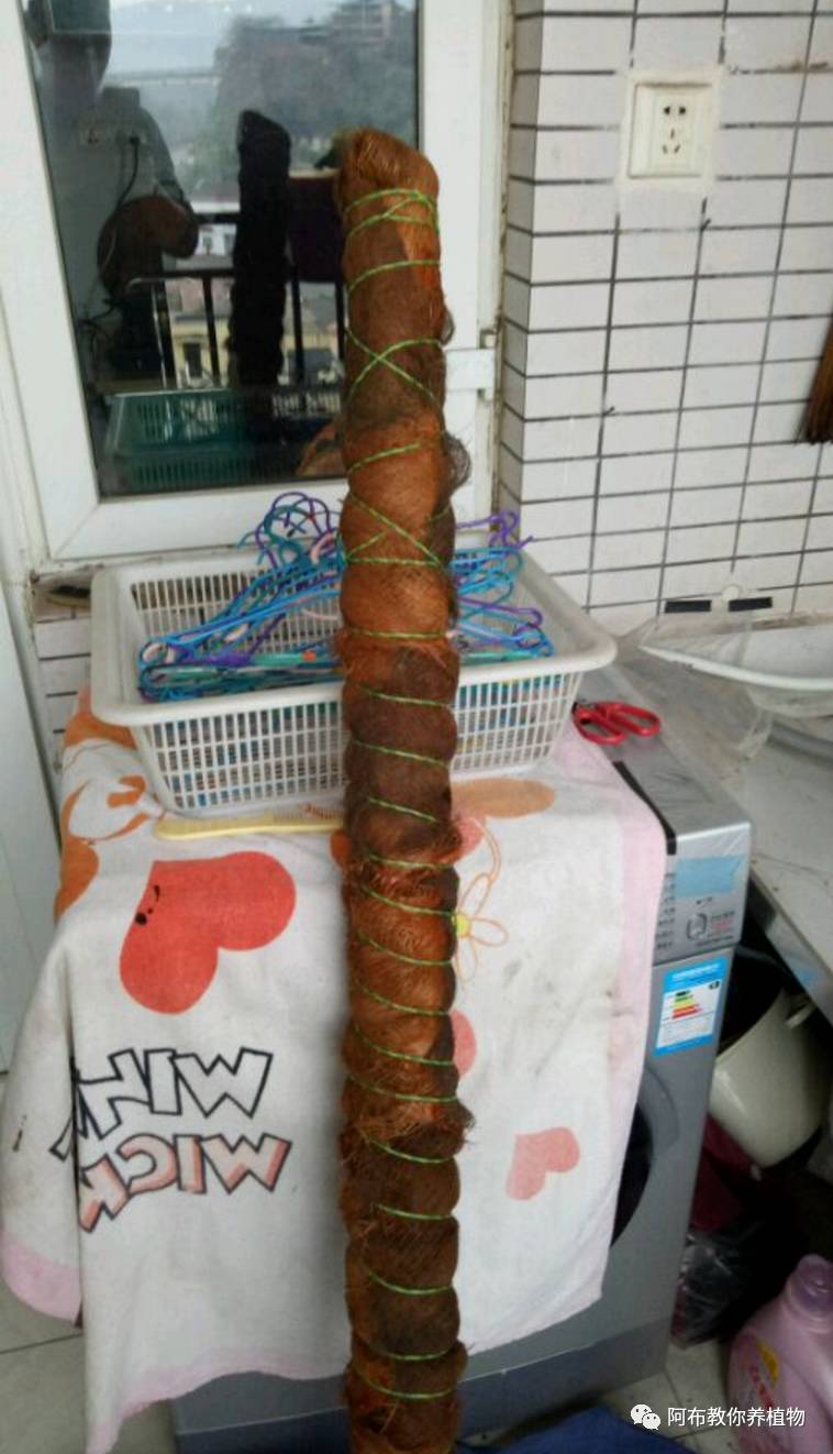 一个鸡蛋就可以让绿萝疯长,让绿萝长得快的方法有哪些