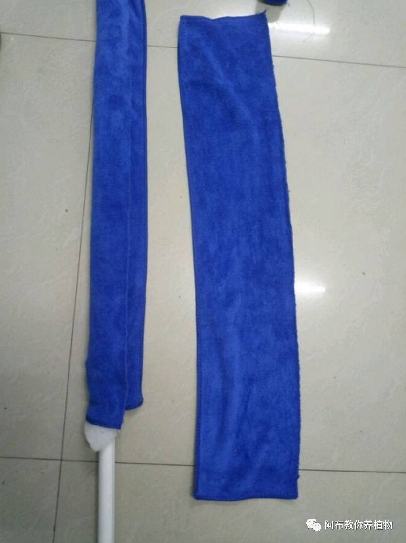 一个鸡蛋就可以让绿萝疯长,让绿萝长得快的方法有哪些