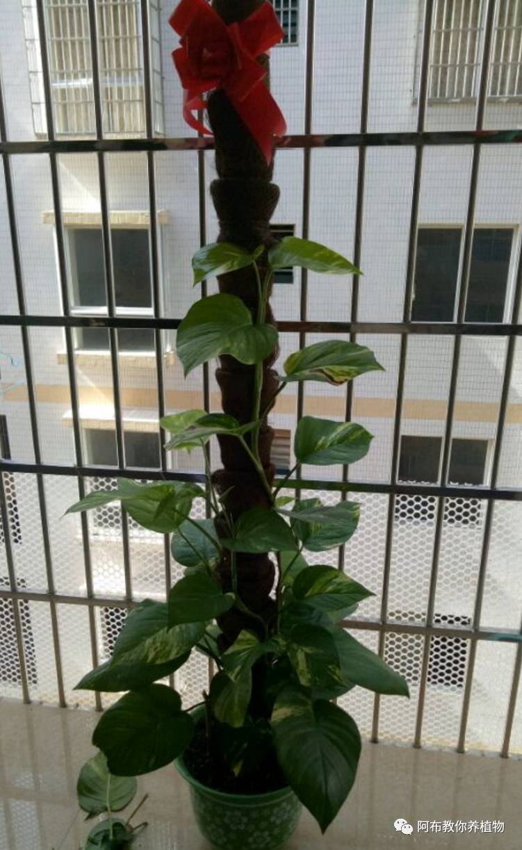 一个鸡蛋就可以让绿萝疯长,让绿萝长得快的方法有哪些