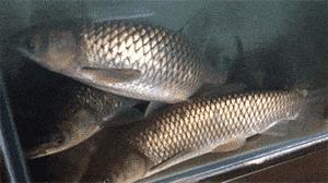 正宗清远鸡石锅鱼,清远猪肚鸡石锅鱼