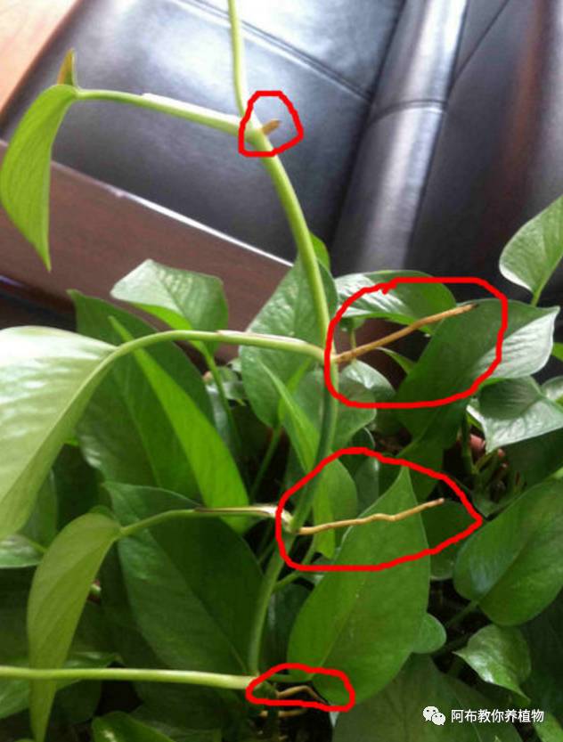 一个鸡蛋就可以让绿萝疯长,让绿萝长得快的方法有哪些