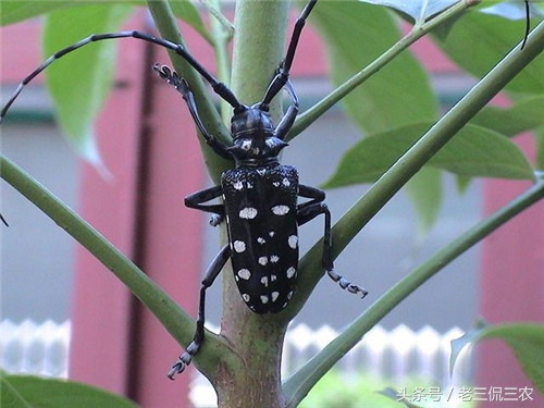 怀念小时候的玩具手枪,80后的童年农村男孩子玩的玩具