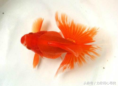 养鱼幽默说说心情,养鱼搞笑朋友圈说说