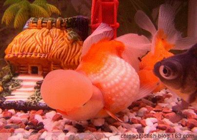 养鱼幽默说说心情,养鱼搞笑朋友圈说说