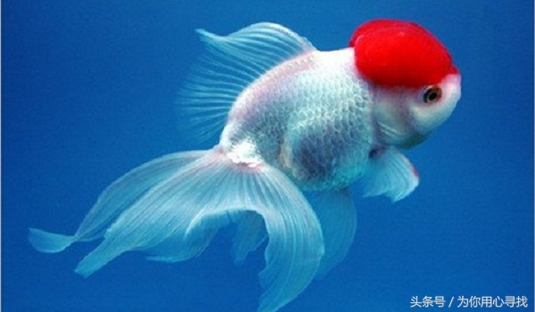 养鱼幽默说说心情,养鱼搞笑朋友圈说说