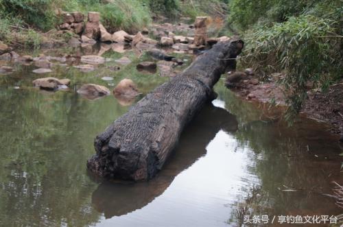 农民自家地里发现天价乌木,河道发现天价乌木