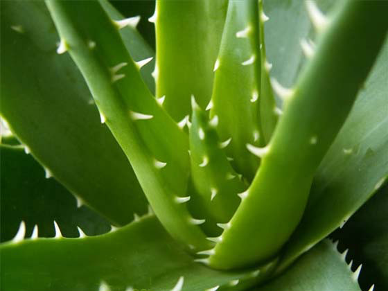 吸收甲醛最好的盆栽植物是什么,吸收甲醛最佳的十种植物