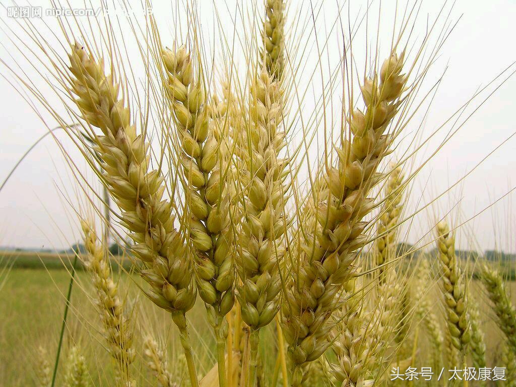 健康知识大全关于五谷杂粮,五谷杂粮最健康