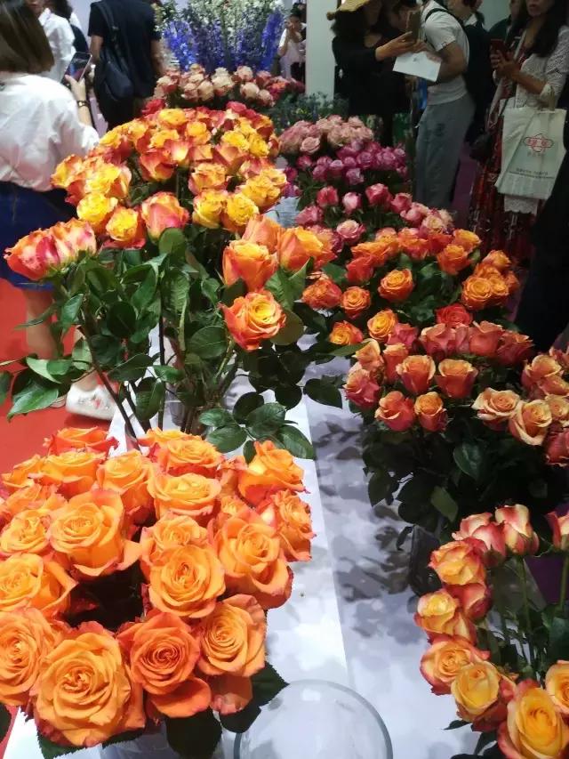 月季玫瑰蔷薇的识别特征,认识蔷薇玫瑰月季