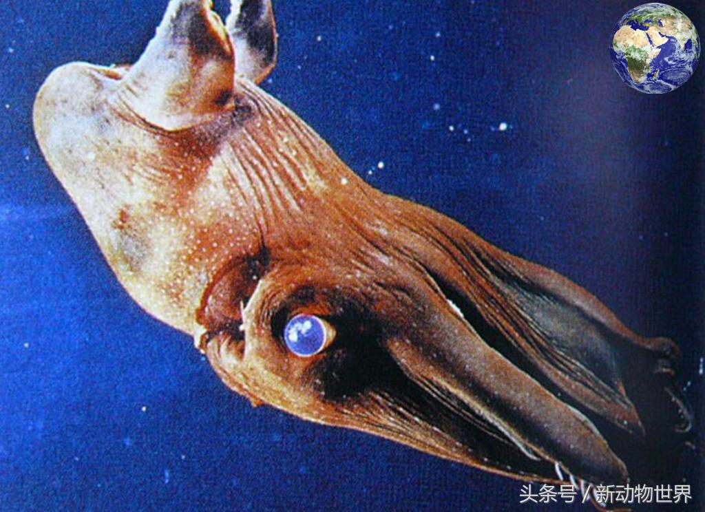 吸血鬼章鱼是吸血鬼乌贼吗,吸血鬼章鱼存在吗