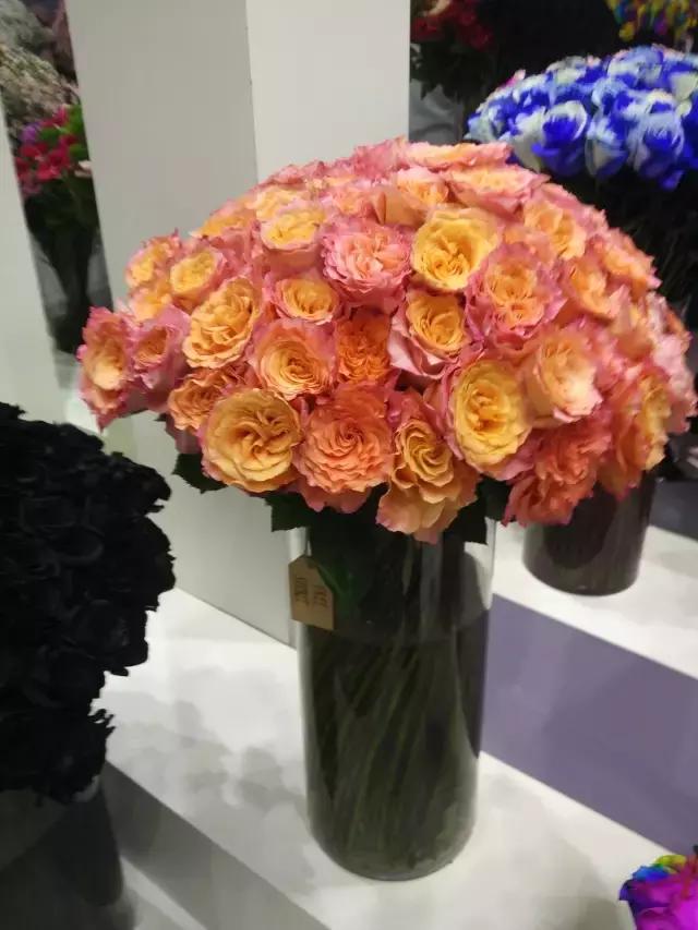 月季玫瑰蔷薇的识别特征,认识蔷薇玫瑰月季