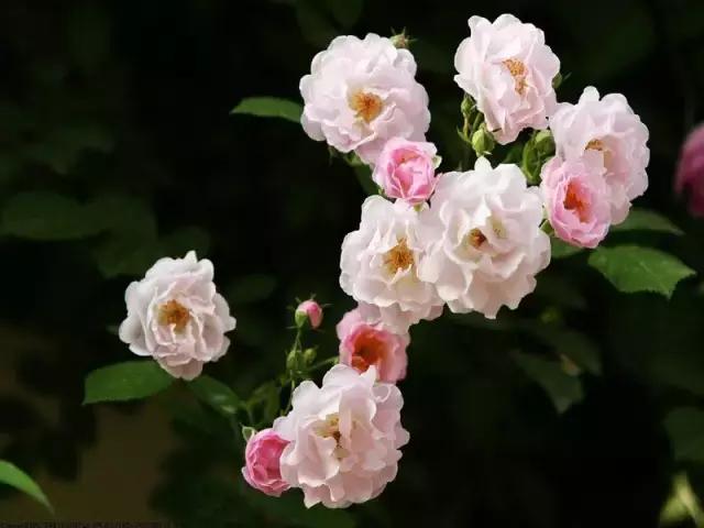 月季玫瑰蔷薇的识别特征,认识蔷薇玫瑰月季