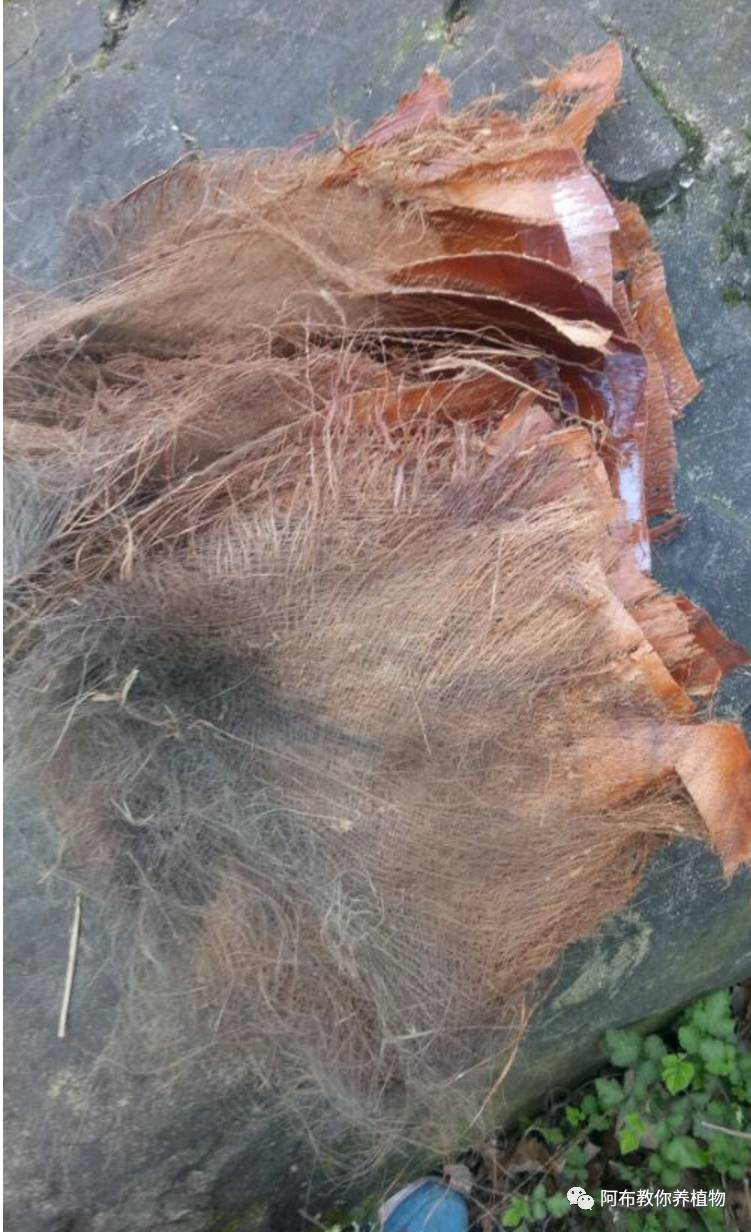 一个鸡蛋就可以让绿萝疯长,让绿萝长得快的方法有哪些