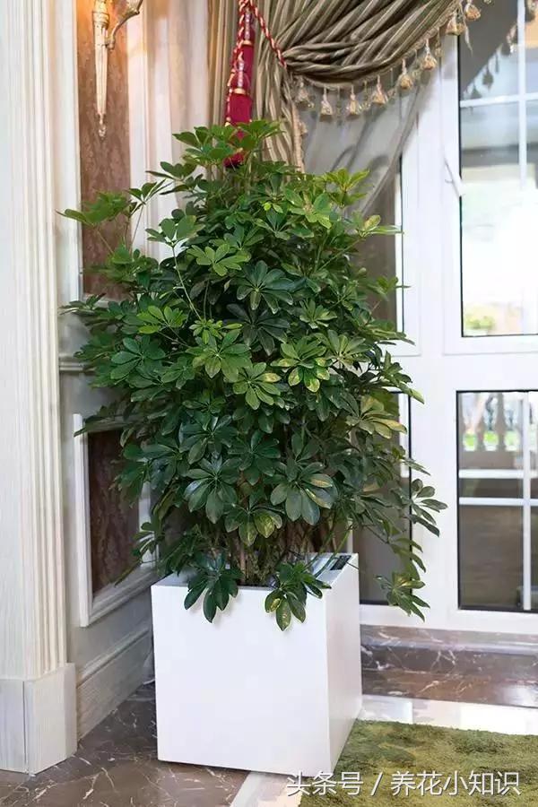 绿萝吸附甲醛的能力有多强,吊兰去甲醛好还是绿萝去甲醛好