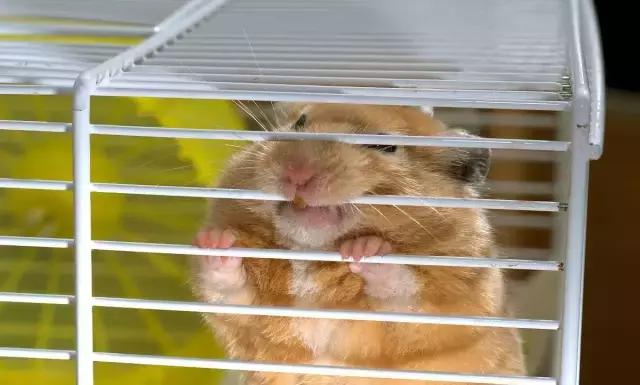 怎么去了解仓鼠的各种动作,仓鼠行为小知识有哪些呢