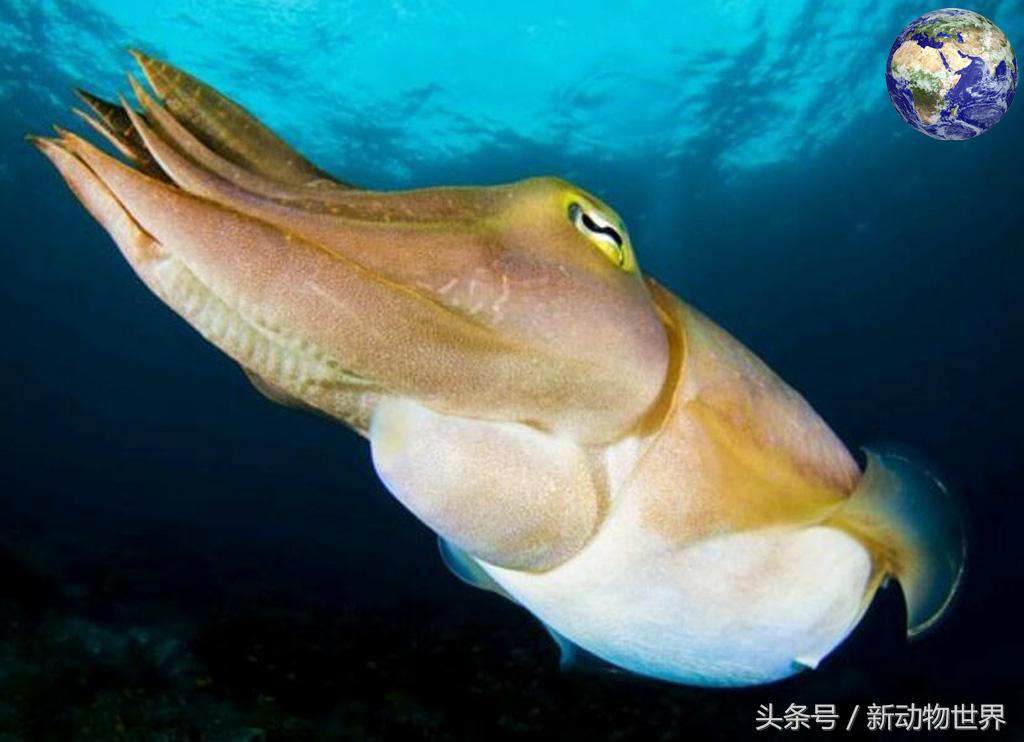 吸血鬼章鱼是吸血鬼乌贼吗,吸血鬼章鱼存在吗