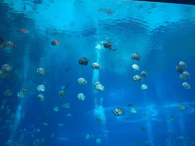珠海长隆海洋王国游记作文,珠海长隆海洋王国游记