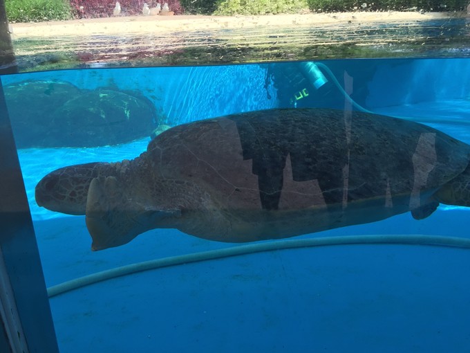 珠海长隆海洋王国游记作文,珠海长隆海洋王国游记