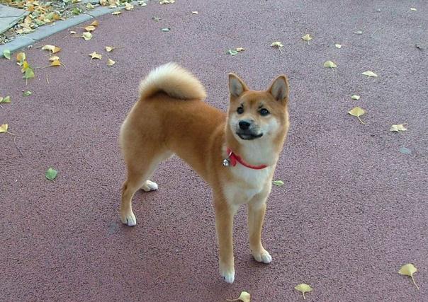 世界名犬排名前十名哪种最易训,十种名犬图及特点介绍