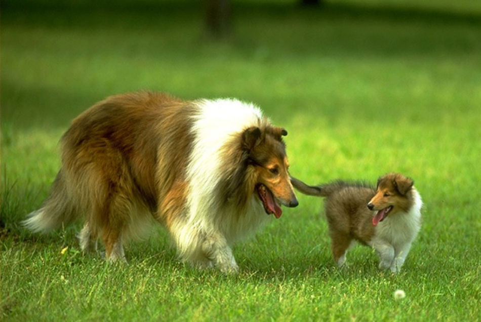 世界名犬排名前十名哪种最易训,十种名犬图及特点介绍