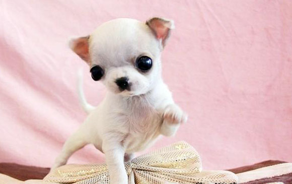 世界名犬排名前十名哪种最易训,十种名犬图及特点介绍