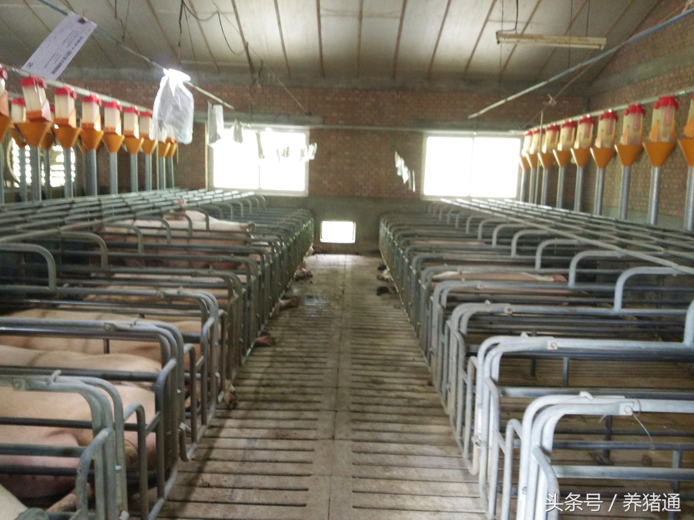 猪场管理养猪技术,猪场种猪管理技术