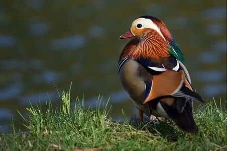 大洋洲最强的国家是澳大利亚吗,世界景色最美的国家新西兰