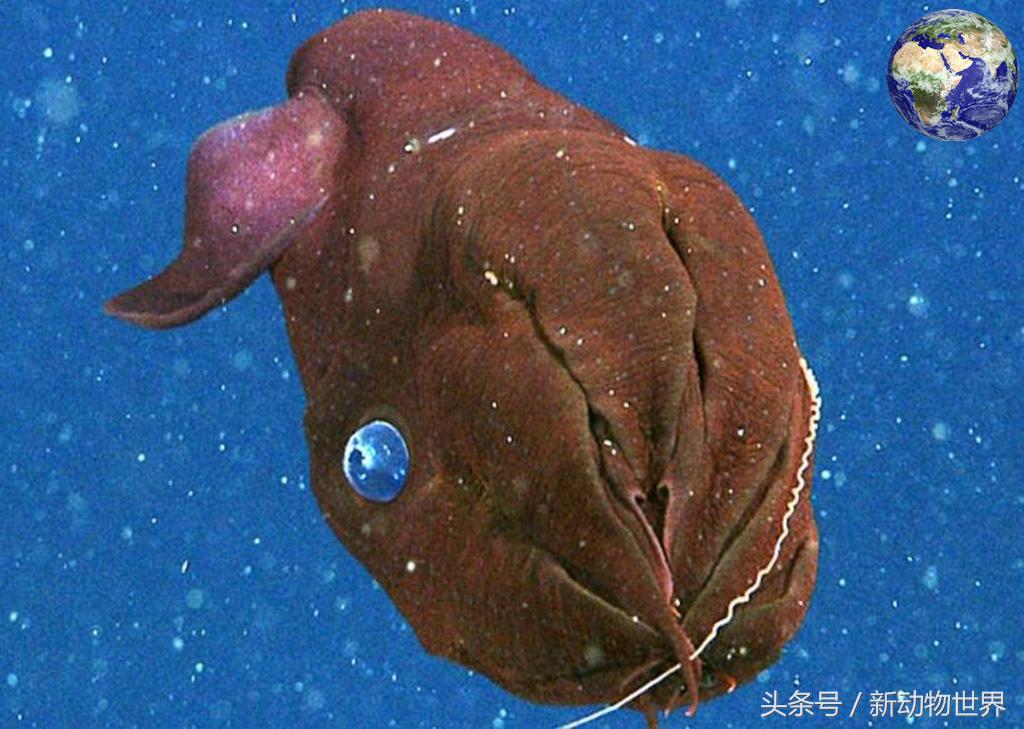 吸血鬼章鱼是吸血鬼乌贼吗,吸血鬼章鱼存在吗