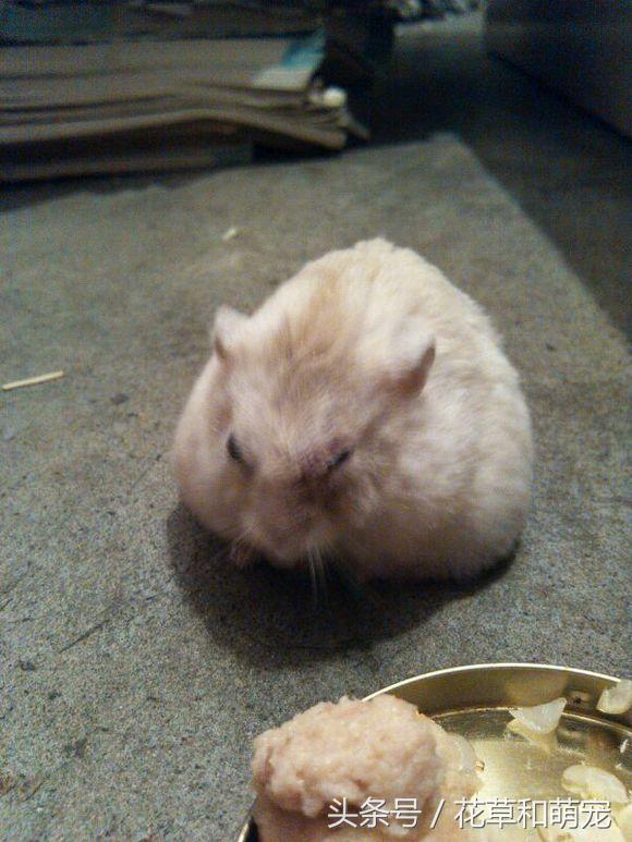 仓鼠在家自由活动，主人突然发现脚下有个软东西，这下悲剧了