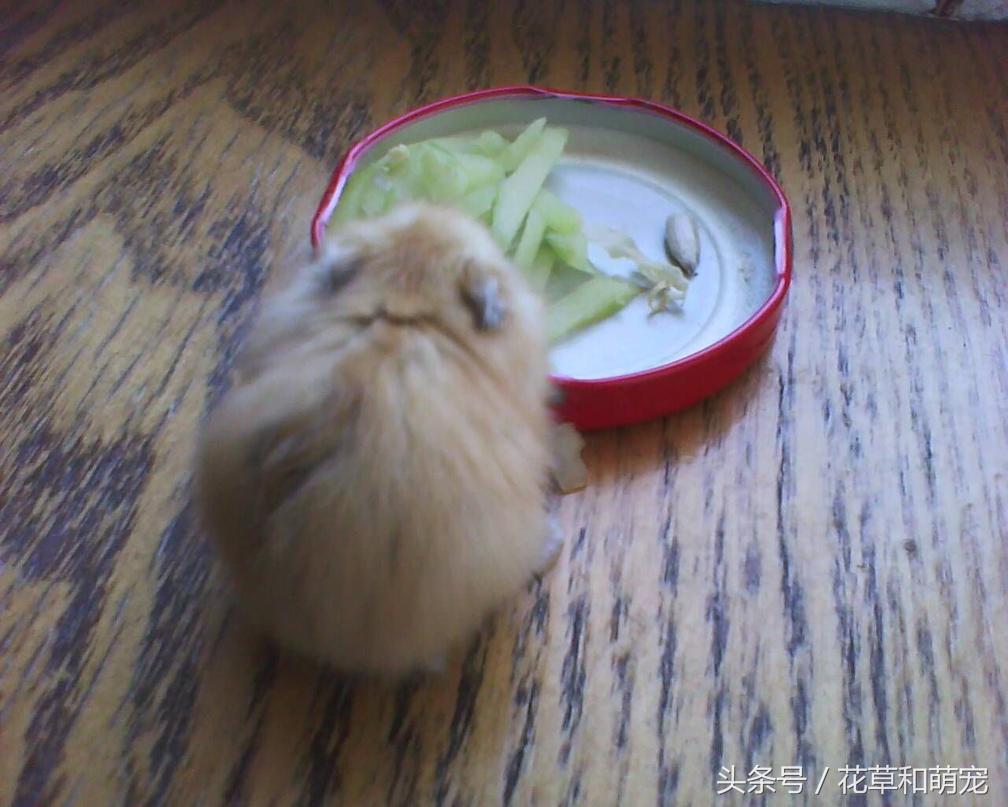 仓鼠在家自由活动，主人突然发现脚下有个软东西，这下悲剧了