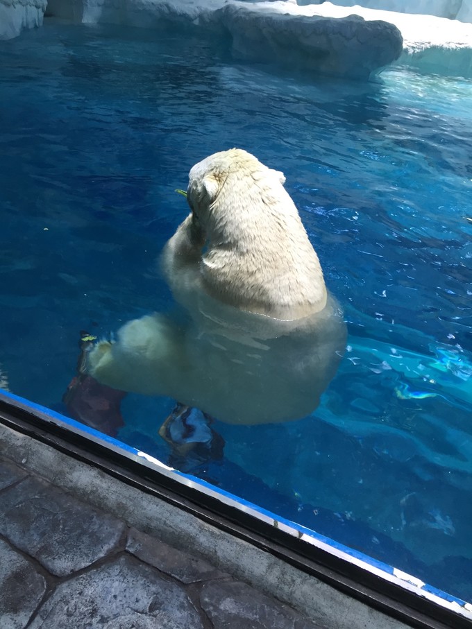 珠海长隆海洋王国游记作文,珠海长隆海洋王国游记