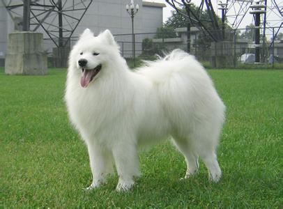 世界名犬排名前十名哪种最易训,十种名犬图及特点介绍