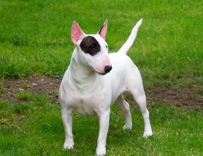 世界名犬排名前十名哪种最易训,十种名犬图及特点介绍