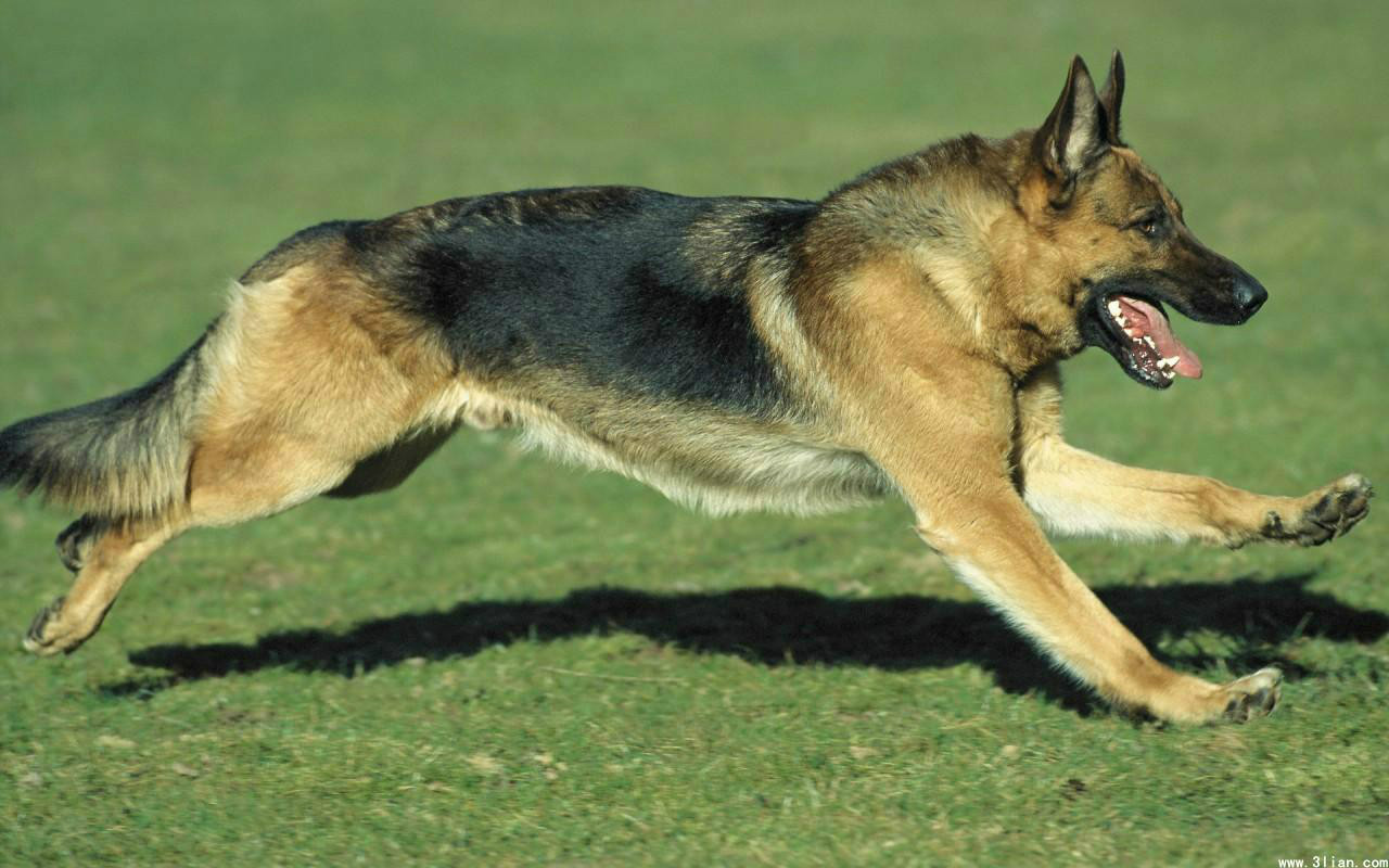 世界名犬排名前十名哪种最易训,十种名犬图及特点介绍