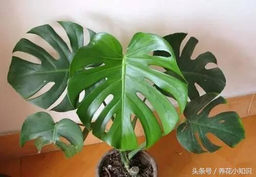 绿萝吸附甲醛的能力有多强,吊兰去甲醛好还是绿萝去甲醛好