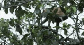 鱼缸养虾视频,鱼缸养大眼贼虾