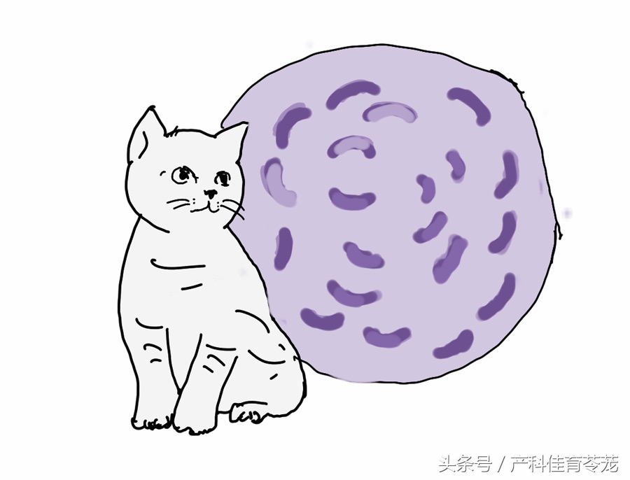 怀孕以后还能养狗吗,怀孕以后还能养狗呗