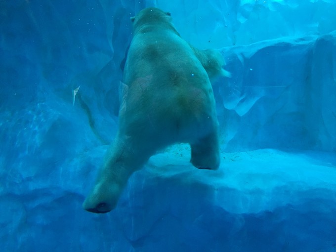 珠海长隆海洋王国游记作文,珠海长隆海洋王国游记