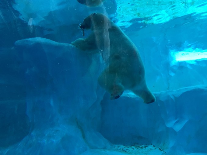 珠海长隆海洋王国游记作文,珠海长隆海洋王国游记