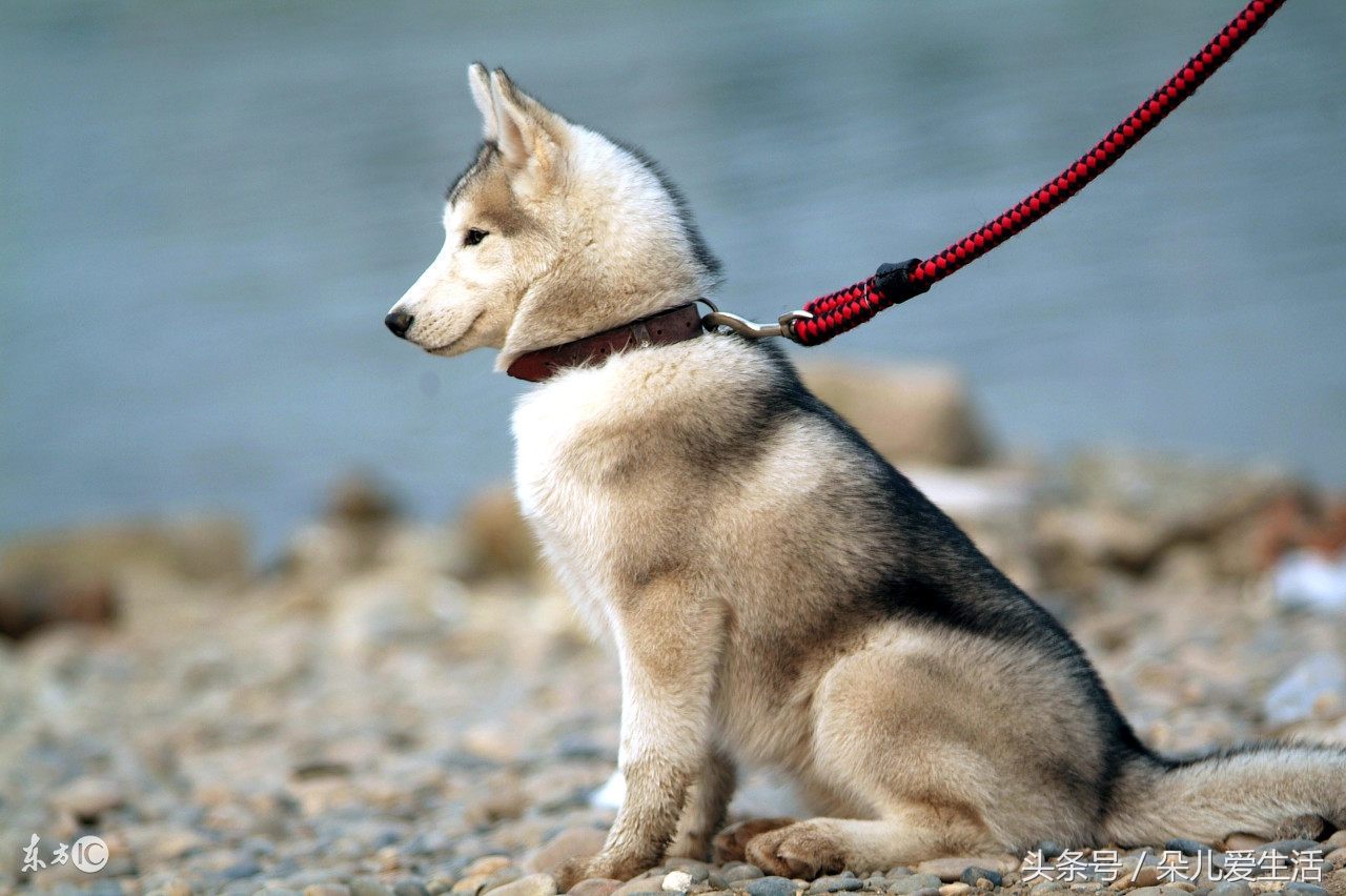关于哈士奇的搞笑视频,关于哈士奇的视频